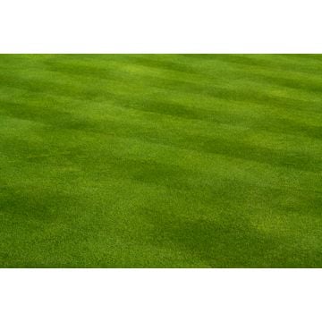 Fresh Cut Grass Fragrance Oil