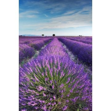 Fresh Lavender Fragrance Oil