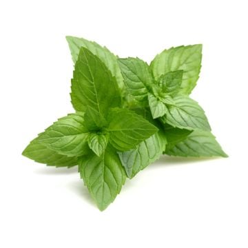 Fresh Mint Fragrance Oil