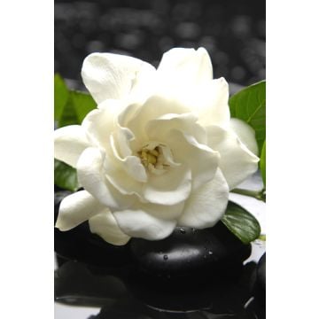 Gardenia Fragrance Oil