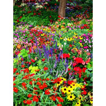 Grandma's Garden Fragrance Oil