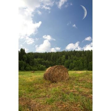 Harvest Moon Fragrance Oil