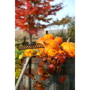 Harvest Welcome Type Fragrance Oil