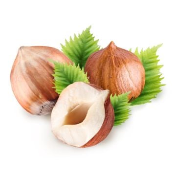 Hazelnut Fragrance Oil