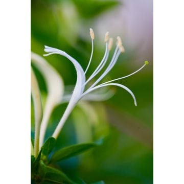 Hearts & Flowers Fragrance Oil