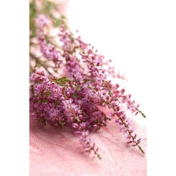 Heather Fragrance Oil