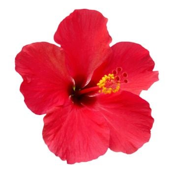 Hibiscus Fragrance Oil
