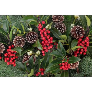 Holly Berry Fragrance Oil