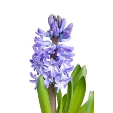 Hyacinth Fragrance Oil