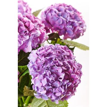 Hydrangea Fragrance Oil