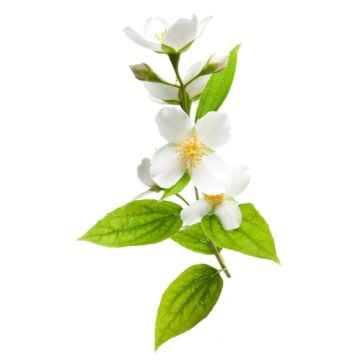Jasmine Fragrance Oil