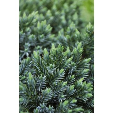 Juniper Breeze Fragrance Oil