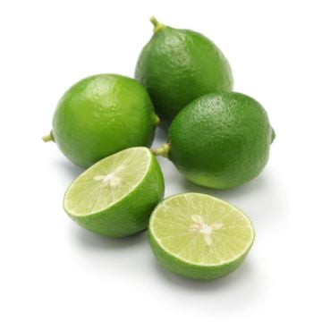 Key Lime Fragrance Oil-1 oz. sample bottle