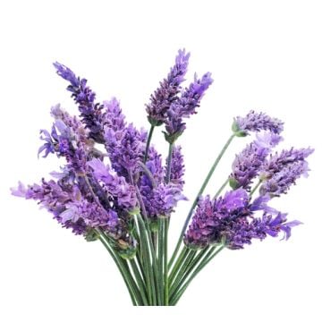 Lavender Fragrance Sampler Set: 10 - 1 oz. bottles. One each of: Lavender, Lavender & Satin, Lavender Blossom, Lavender Breeze, Lavender Fields, Lavender Smooth, Lavender Special, Lavender Spice, Lavender Vanilla, Stress Reliever
