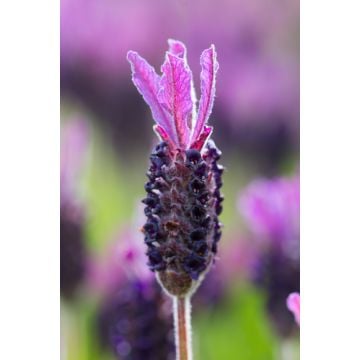 Lavender Blossom Fragrance Oil