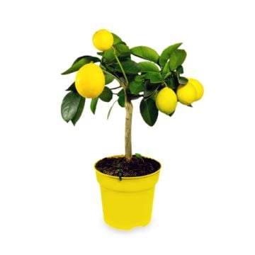 Lemon Pine Fragrance Oil **