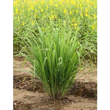 Lemongrass Vanilla Fragrance Oil