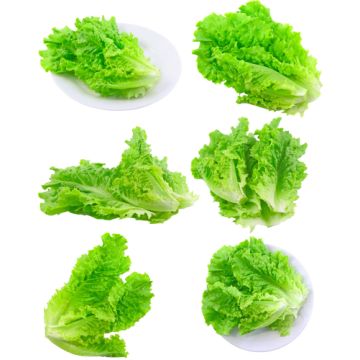 Lettuce Fragrance Oil