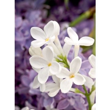 Lilac Blossom Fragrance Oil