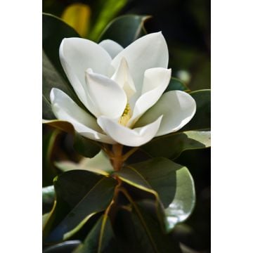 Magnolia Peach Raspberry Fragrance Oil