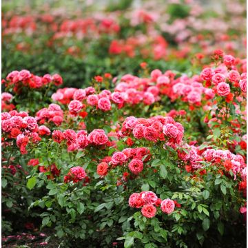 Marvin's Garden Fragrance Oil