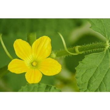 Melon Blossom Fragrance Oil