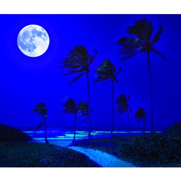 Moonlight Path Fragrance Oil