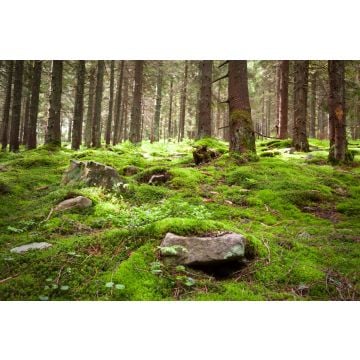 Moss Fragrance Oil