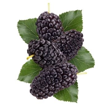 Mulberry Fragrance Oil
