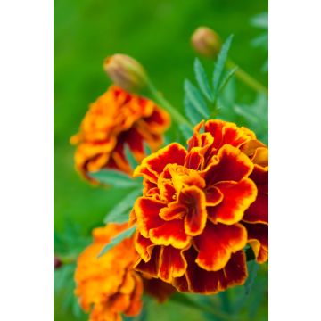 Mums & Marigolds Fragrance Oil