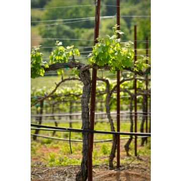 Napa Valley Sun Type Fragrance Oil