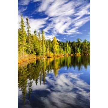 North Woods Balsam Fragrance Oil