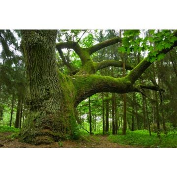 Oak Moss and Amber Fragrance Oil