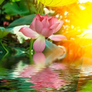 Orange Lotus Fragrance Oil