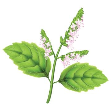 Patchouli Fragrance Oil-1 oz. sample bottle