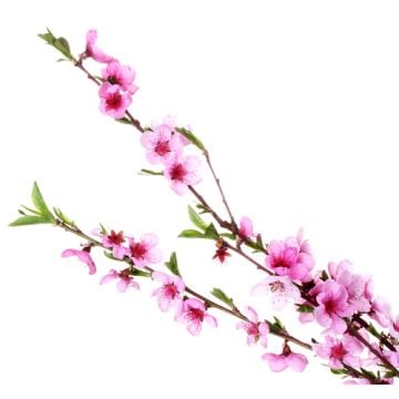 Peach Blossom Fragrance Oil +