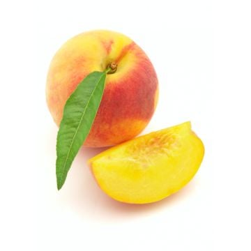 Peach Fragrance Sampler Set: 10 - 1 oz. bottles. One each of: Fresh Peach, Island Guava, Peach Bellini, Peach Blossom, Peach Crisp, Peach Hard Candy, Peach Lemonade, Peach Pear, Peach Cobbler, Peaches & Cream