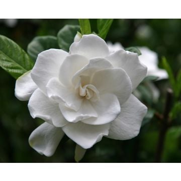 Perfect Gardenia Fragrance Oil-1 oz. sample bottle