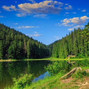 Pine Forest for Nick Fragrance Oil **