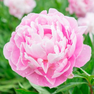 Pink Peony Fragrance Oil