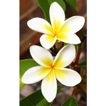 Plumeria Fragrance Oil