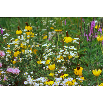 Prairie Flower Fragrance Oil