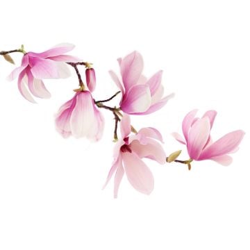 PW Magnolia Fragrance Oil **