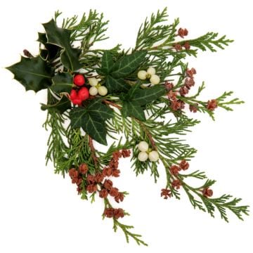 Red Berry & Cedar Fragrance Oil +