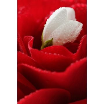 Rose Jasmine Fragrance Oil