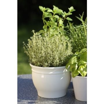 Rosemary & Mint Fragrance Oil