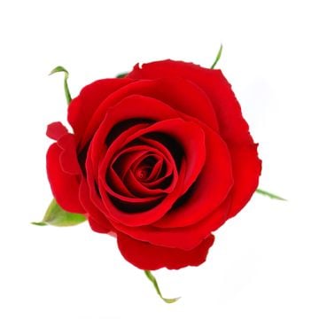 Royal Rose Fragrance Oil