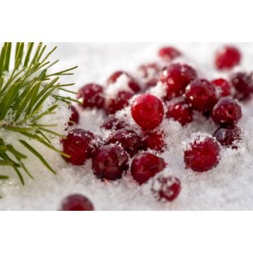 Snowkissed Cranberry Fragrance Oil