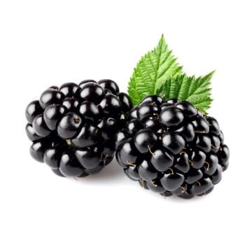 Special Blackberry: 16 oz. Bottle