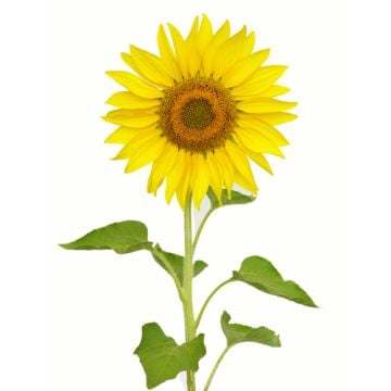 Sunflower Days Fragrance Oil